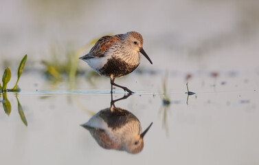 Dunlin - adult bird at a wetland on the spring migration 