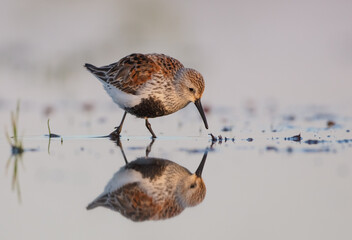 Dunlin - adult bird at a wetland on the spring migration 