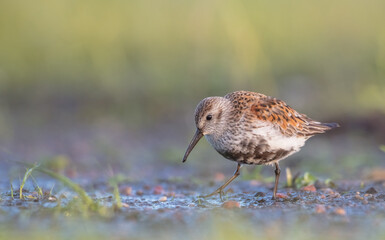 Dunlin - adult bird at a wetland on the spring migration 