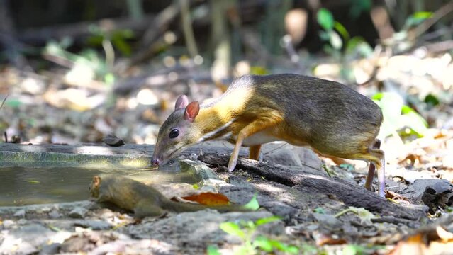Lesser Mouse Deer (Tragulus javanicus) in the forest