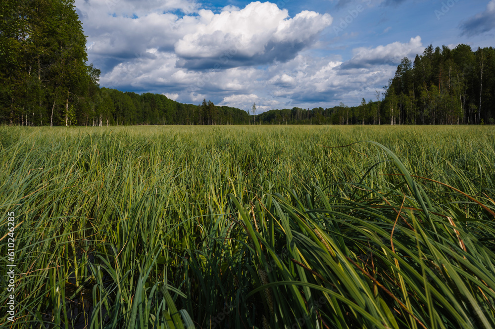Canvas Prints large swamp with grass in field in forest on a cloudy summer day in russia
