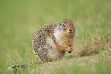 Fototapeta na wymiar Columbian ground squirrel (Urocitellus columbines)