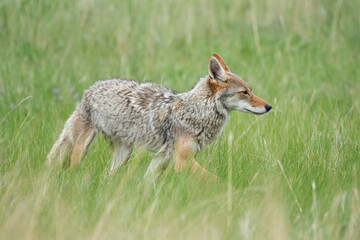 Fototapeta na wymiar Coyote (Canis latrans) in the wild