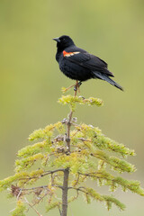 Red winged blackbird (Agelaius phoeniceus)