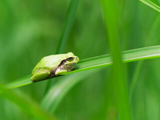 獲物を待つアマガエル