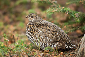 Ruffed grouse (Bonasa umbellus) in the wild