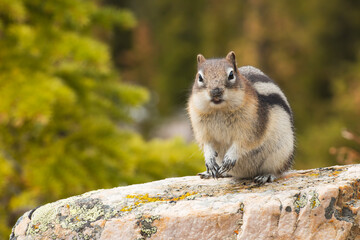 Golden-mantled ground squirrel (Spermophilus lateralis)