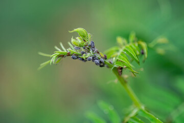 Black Bean Aphid Colony Close-up. Blackfly or Aphis Fabae Garden Parasite Insect Pest Macro