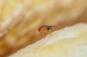 Tropical Fruit Fly Drosophila Diptera Parasite Insect Pest on Vegetable Macro