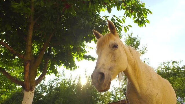 Close-up of white horse in stable in sunlight
