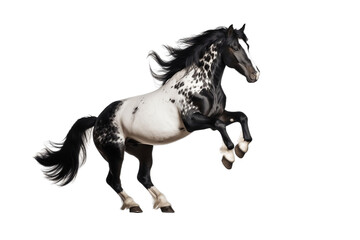 Fototapeta na wymiar Black and White Horse Landing on Transparent Background. Generative AI