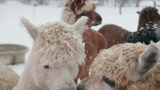 Cute Alpacas Portrait Kissing Each Other With Theie Noses In Snowy Winter Time