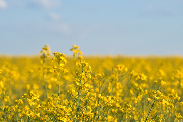 Rape with yellow flowers in the canola field. Product for edible oil and bio fuel