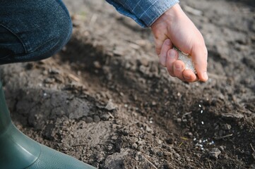 Farmer's hand planting seed in soil