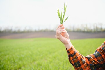 Portrait of farmer in wheat field. A handsome farmer or agronomist is working in the field