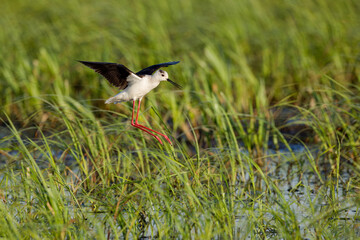 Black-winged stilt landing