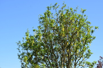Yellow Blooming tree