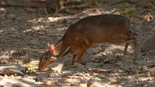 Lesser Mouse Deer (Tragulus javanicus) in the forest