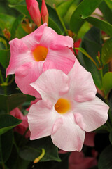 Dipladenia. Mandevilla. It is a tropical vine native from South America with beauty flowers.