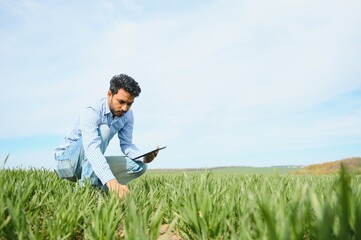 Naklejka na ściany i meble Indian farmer holding crop plant in his Wheat field