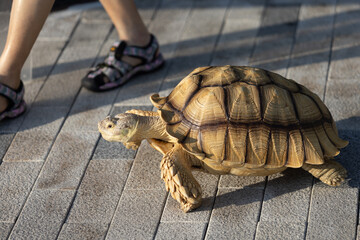African spurred tortoise take a walk at outdoor