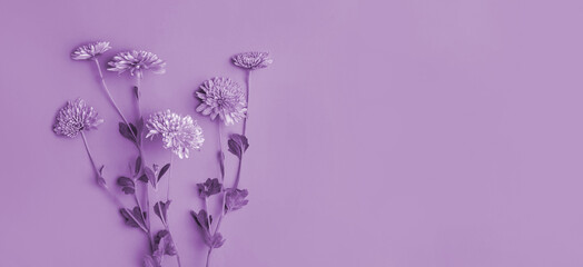 Beautiful Flowers composition. Violet Chrysanthemum on a toned purple backdrop. Spring, easter concept. Minimal styled Flat lay banner, top view copy space. Creative lifestyle, autumn color background