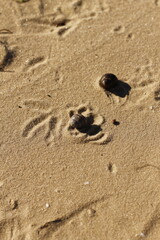 River bank footprints of birds on the sand and brown shells