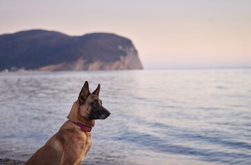 dog at sea. Belgian Shepherd - Malinois on the background of the water, on the beach. Walking with an obedient animal 