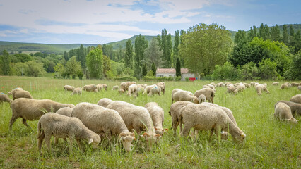 Obraz premium troupeau de moutons dans un près