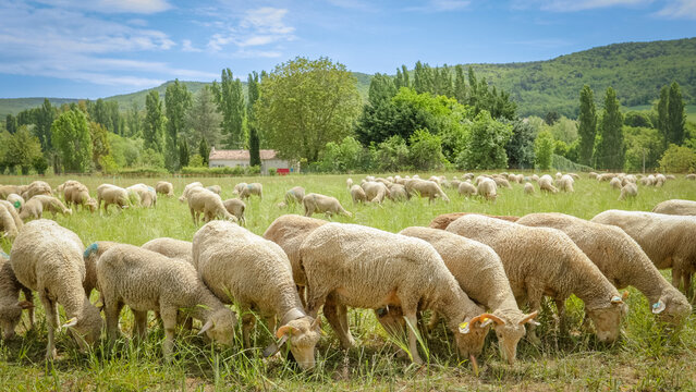 troupeau de moutons dans un pr&egrave;s