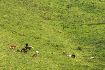 Green mountain background. Green grassy wrinkled surface of the hills. Horses graze on a green hill.