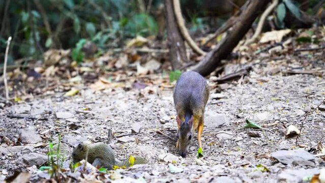 Lesser Mouse Deer (Tragulus javanicus) in the forest