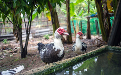 White duck or Muscovy duck stands next to a pond in farm