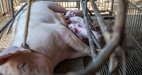 The top view of Many newly born piglets are sleeping on the mother's milk, Momma pig feeding baby pigs © NARONG