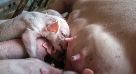 The top view of Many newly born piglets are sleeping on the mother's milk, Momma pig feeding baby...