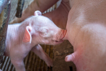 A week-old newborn piglet is suckling from its mother in pig farm,Close-up of Small piglet drinking milk from breast in the farm