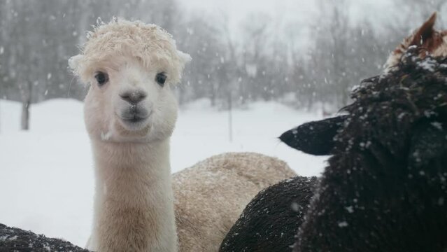 Portrait of White Cute Alpaca Looking To The Camera in Snowy Winter Time Slow Mo