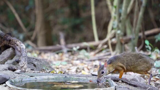 Lesser Mouse Deer (Tragulus javanicus) in the forest