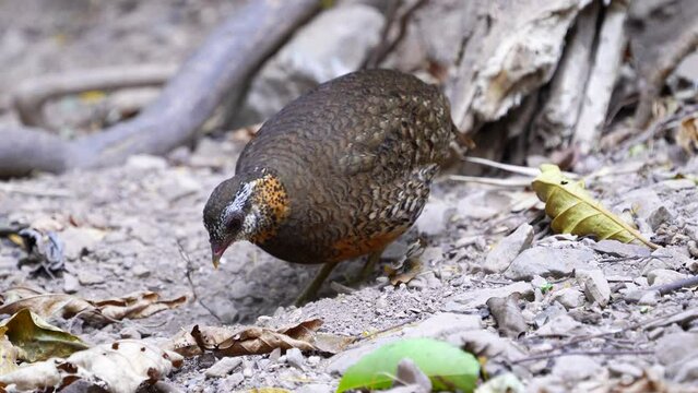 Scaly-breasted Partridge bird