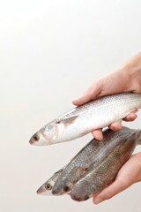 Fresh fish, in hand, on white background, background image, background for presentations