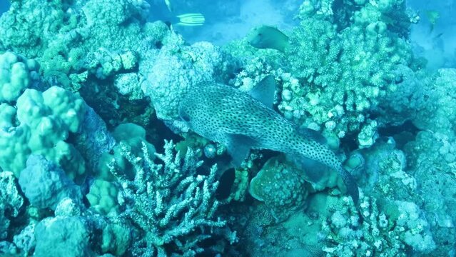 Porcupinefish also commonly called blowfish or balloonfish and globefish at the bottom of the Red sea in Egypt