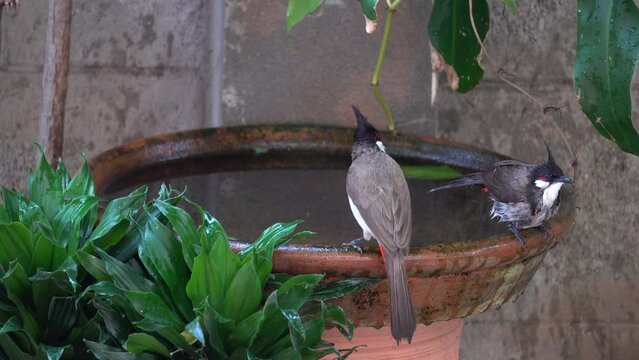 Red whiskered bulbul plays in the water.