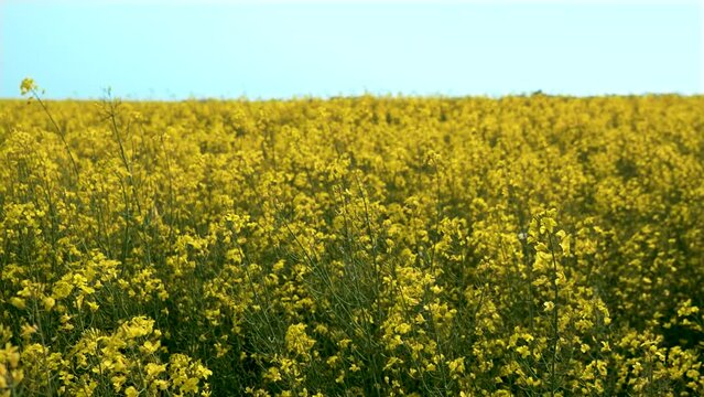 Flowering canola field on sunny day. Blooming rapeseed growing crops. Work in agronomic farm for business and production organic food