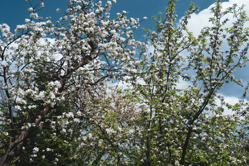 tree in the sky