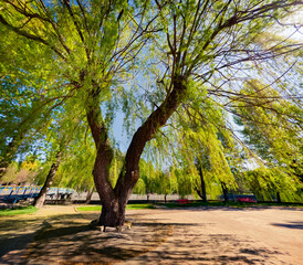 Fresh green scene of Taras Shevchenko Park. Bright morning view of Ternopil town with willow tree, Ukraine, Europe. Beauty of nature concept background. - obrazy, fototapety, plakaty