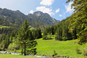 landscape in the mountains - Tatry, Dolina Chochołowska