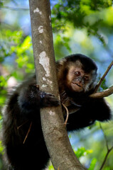 Capuchin monkey clinging to a tree branch, with smiling face