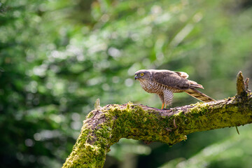 Sparrowhawk, Accipiter Nisus, Perched on a moss covered tree limb