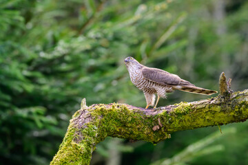 Sparrowhawk, Accipiter Nisus, Perched on a moss covered tree limb