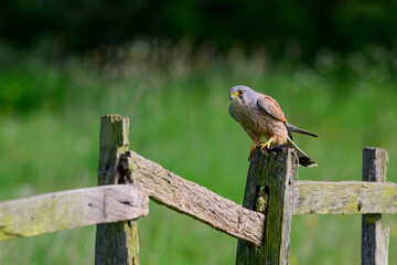 Kestrel,  Falco tinnunculus,perched on a post on famland